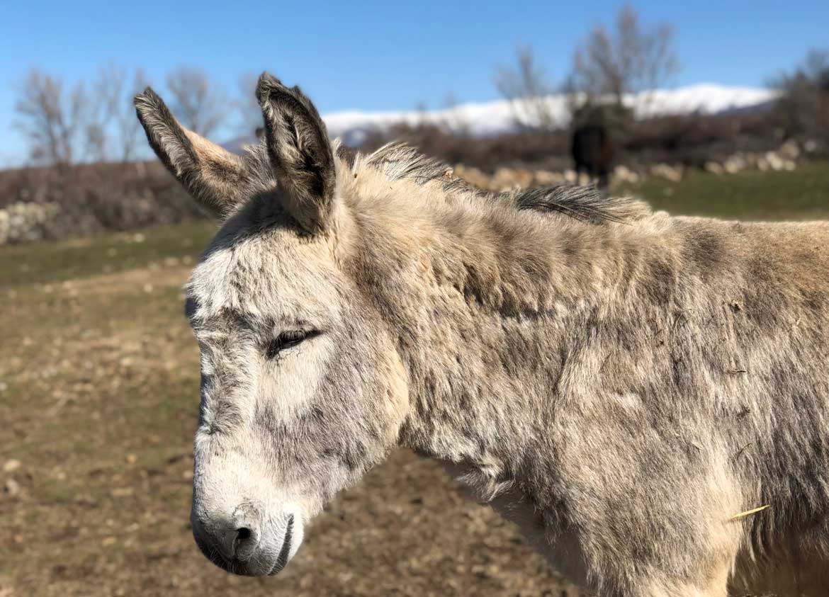 Burrito-granja burrito de granja el enebral