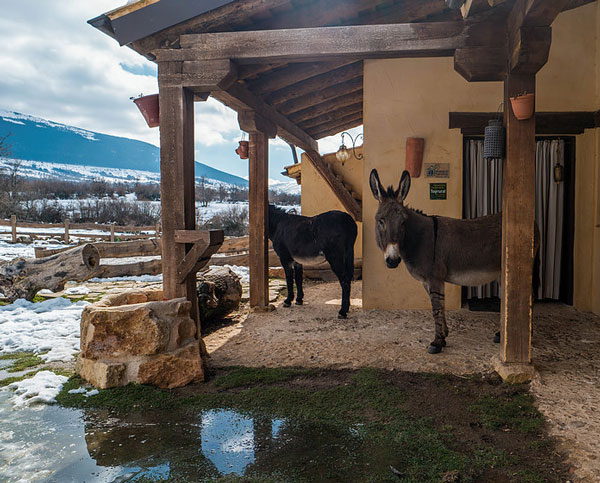 burros granja el enebral