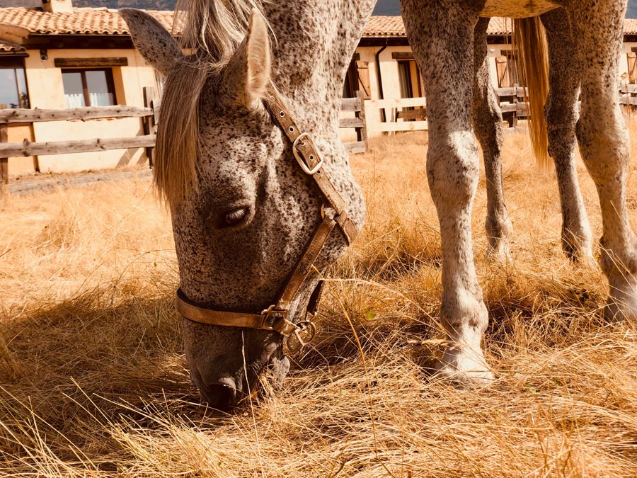 Granja-El-Enebral-Alojamiento-rural-15 caballo